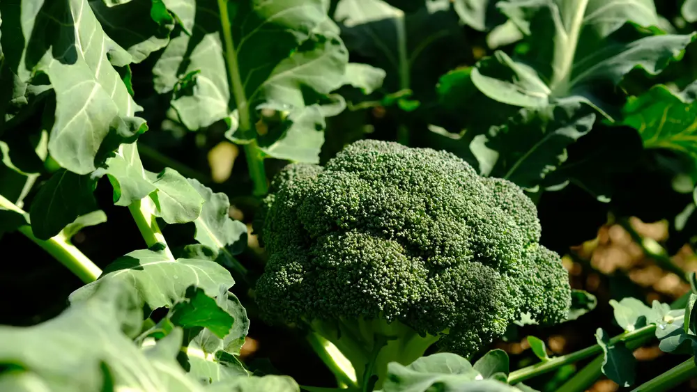 How To Grow Broccoli