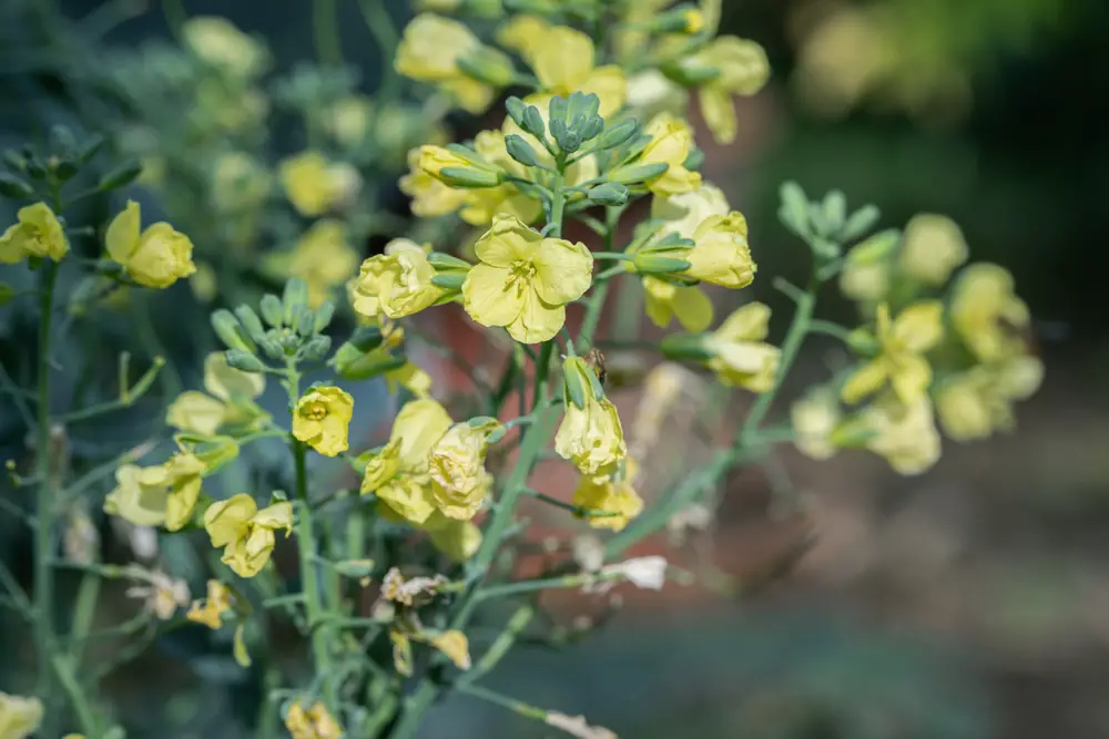 Why Is My Broccoli Flowering Early?