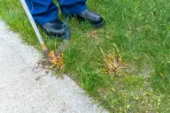 Gardener burning weeds with a torch