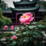 The Secret to Growing Breathtaking China Roses Revealed!