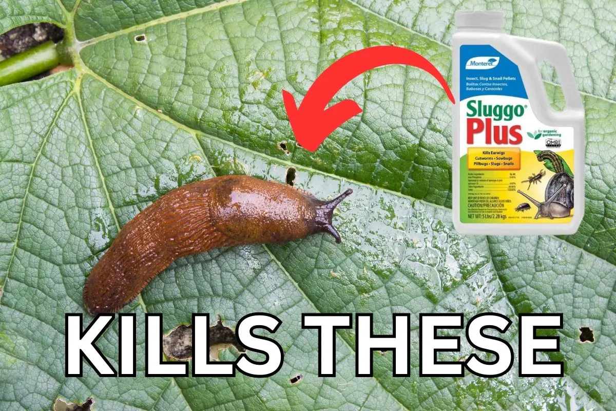 How Does Sluggo Work to Kill Slugs in Your Garden?