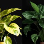 Philodendron Moonlight Vs. Golden Goddess