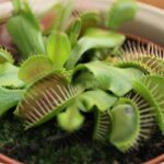 5 Plants that Eat Gnats