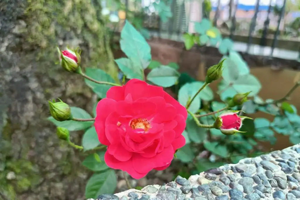 china rose