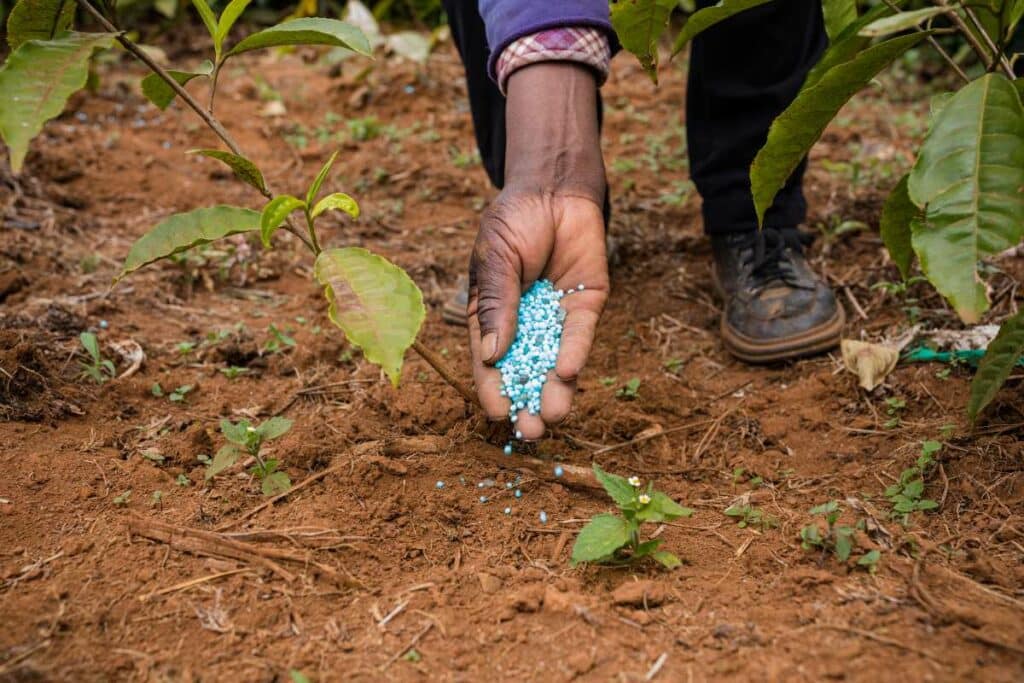 applying slug pellets