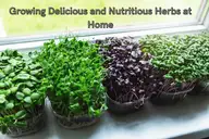 Growing Herbs at Home