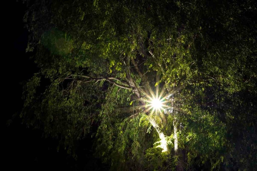 floodlight in garden