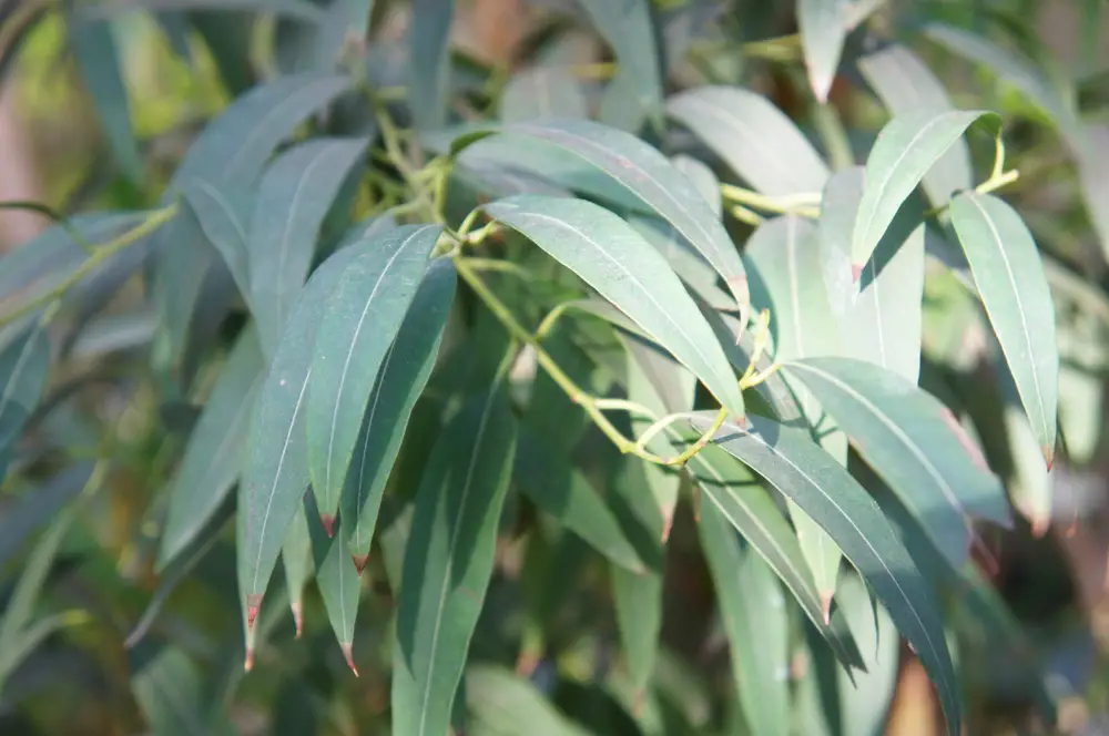 A closeup of a eucalyptus.