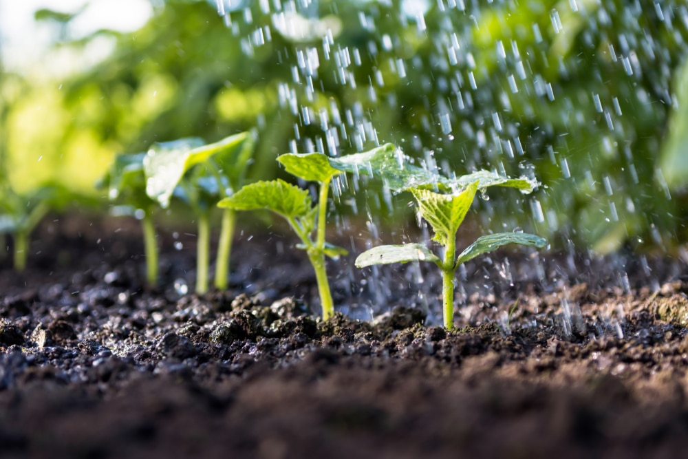 Water splashing on plants.