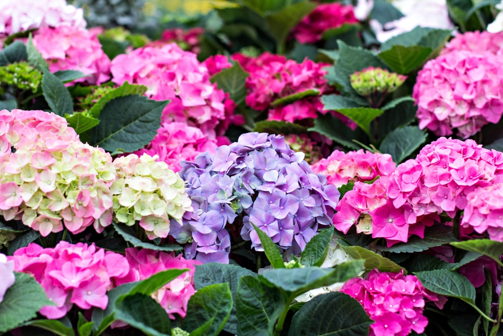 A beautiful bush of hydrangea flowers.