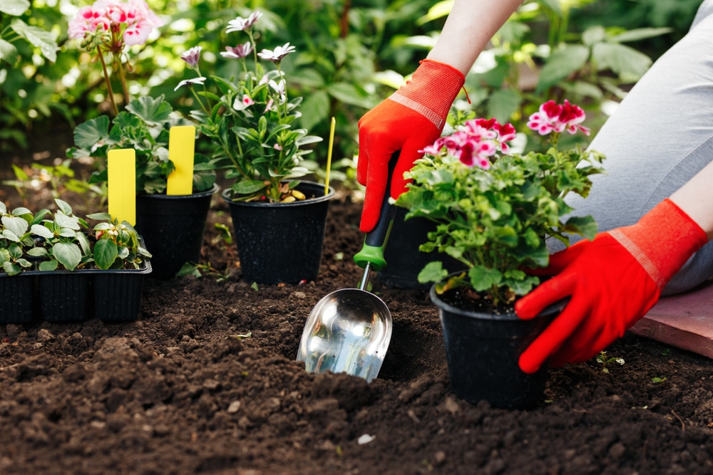 A gardener planting flowers.