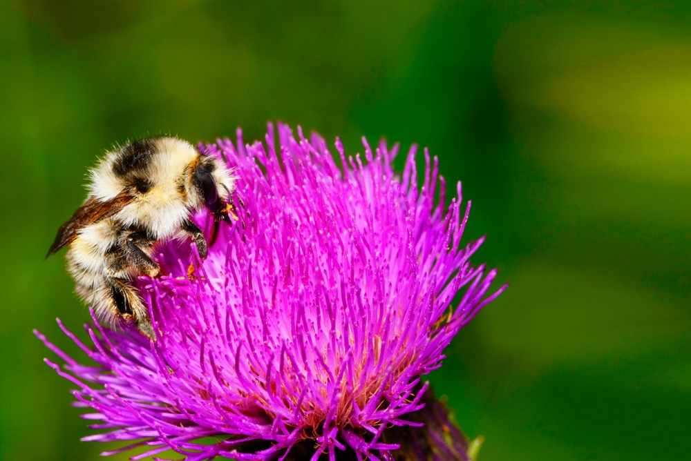 A bee on a pink flower.