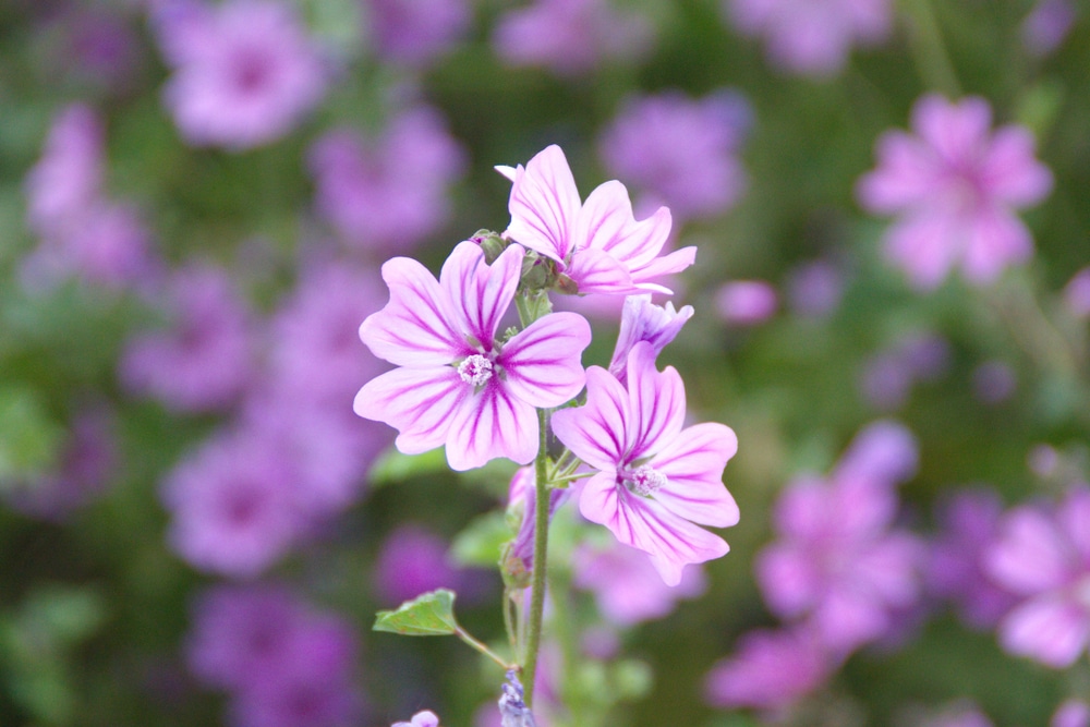 A mallow flower with more in the background.