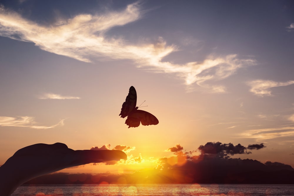 The silhouette of a butterfly against a low sun.