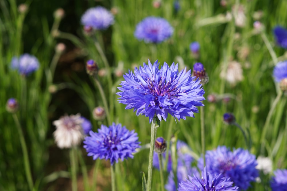 Blue cornflowers in a garden.