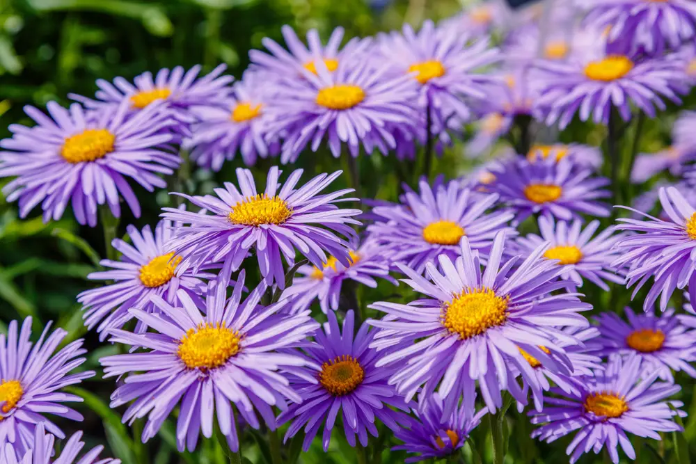 A bunch of asters.
