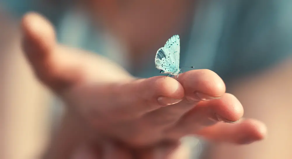 A closeup of a butterfly on a person's hand.
