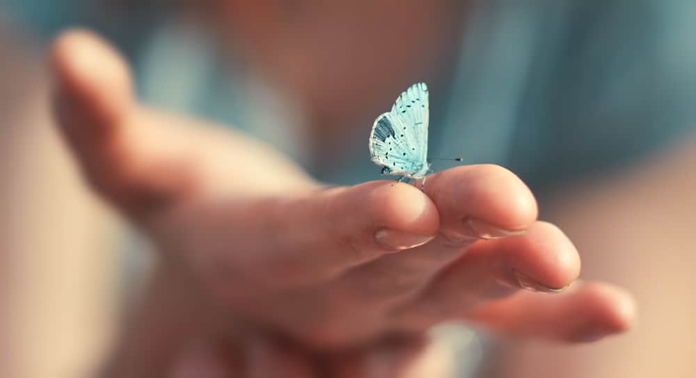 A closeup of a butterfly on a person's hand.