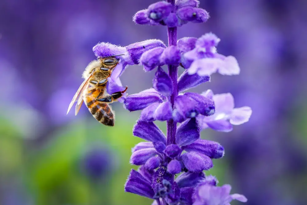 A closeup of a bee on a purple flower.