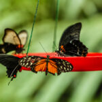 Butterflies on a red butterfly feeder.