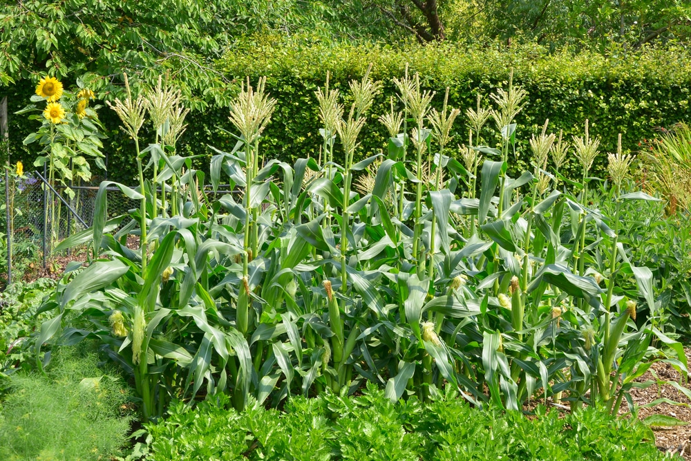 Sweetcorn growing in a garden.