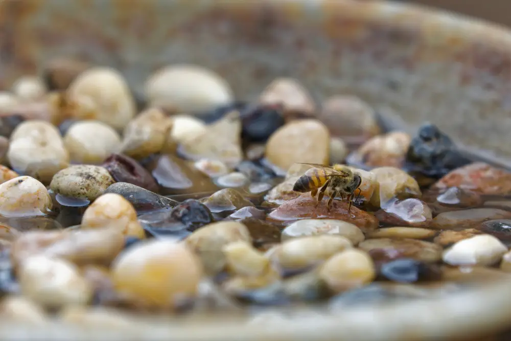 A closeup of a bee drinking water while standing on rocks in a water dish.