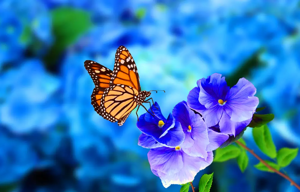 Monarch butterfly on a blue flower.