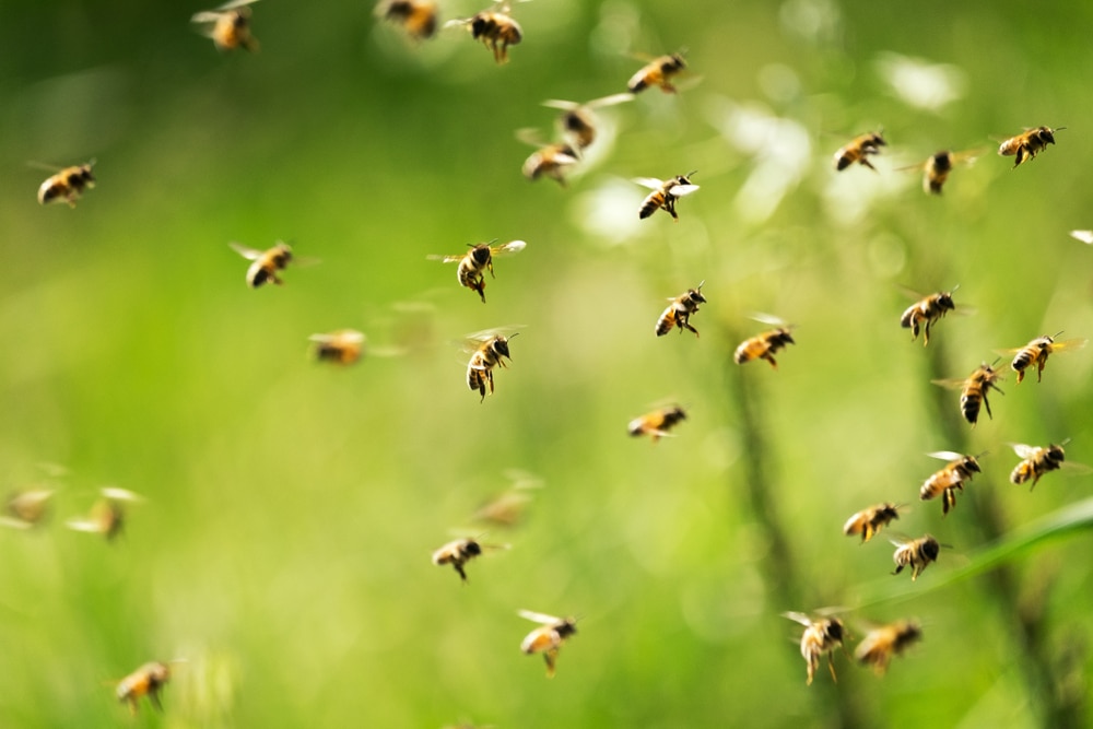 A swarm of bees.