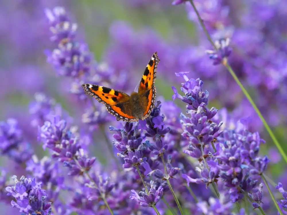 A butterfly on lavender.