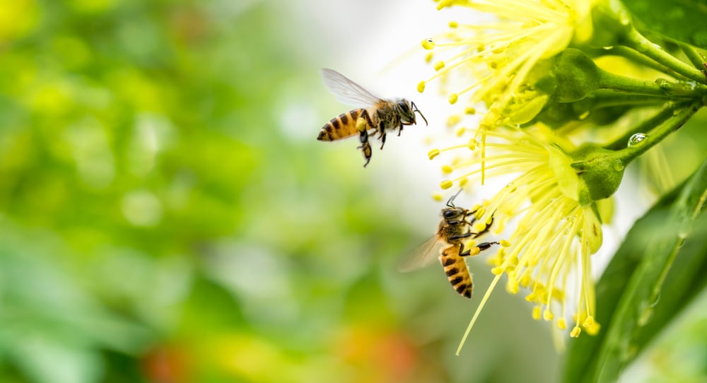 Bees on or hovering near flowers.