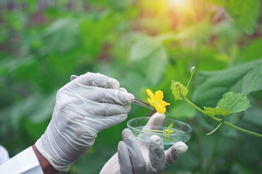 A scientist interacting with a flower.