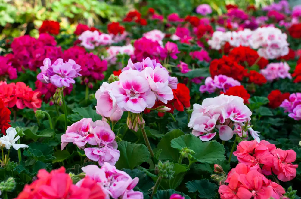 Groups of geraniums in different colors.