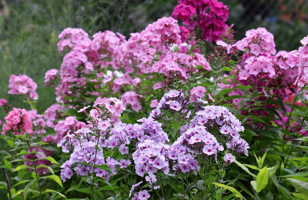 Bunches of garden phlox.