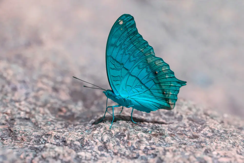 A closeup of a blue butterfly on a salt lick.