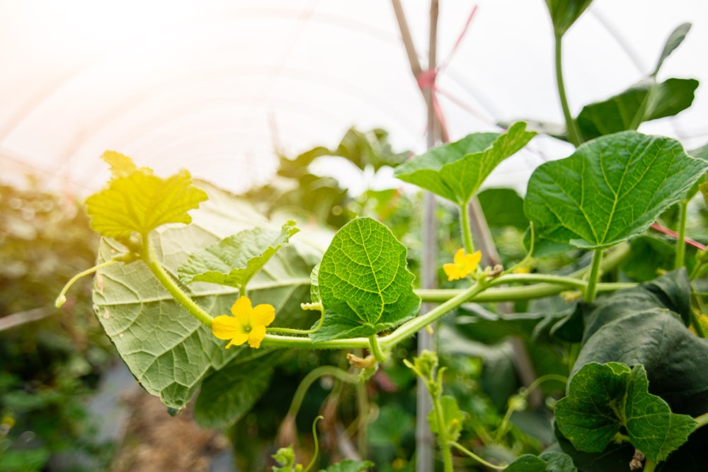 Melon plant flowers inside a high tunnel.