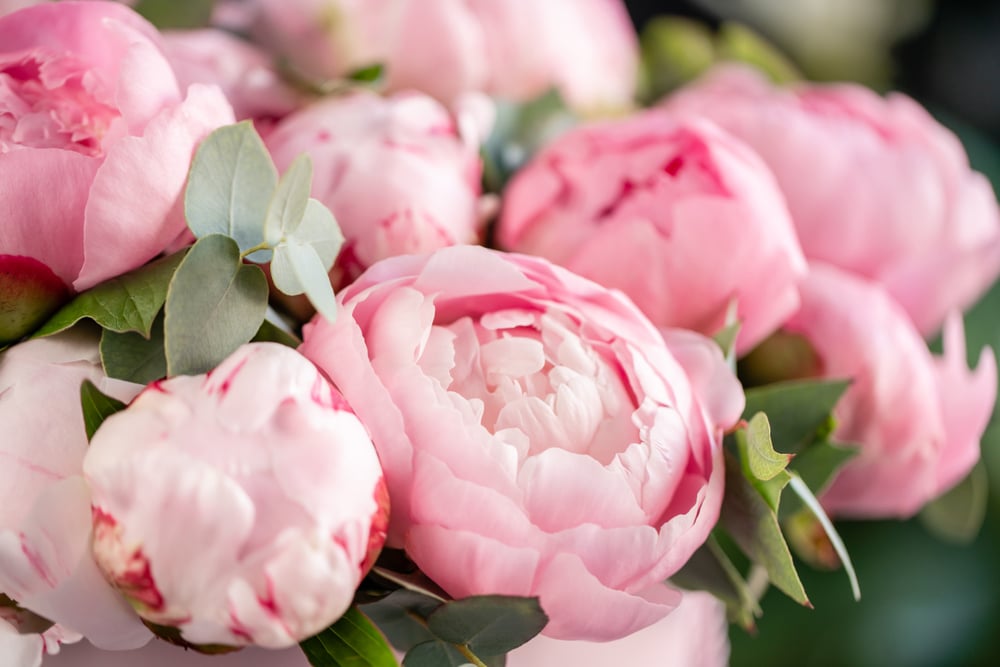 A closeup of a group of pink peonies.