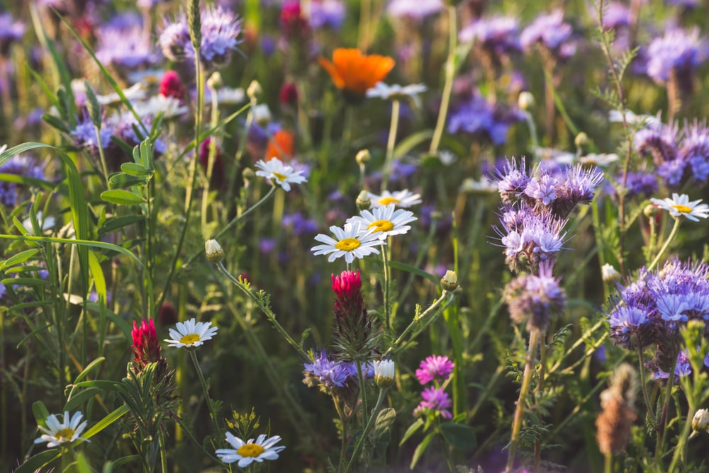 Bunches of wildflowers.