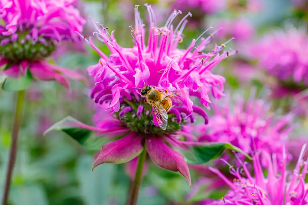 A close-up of some bee balm.