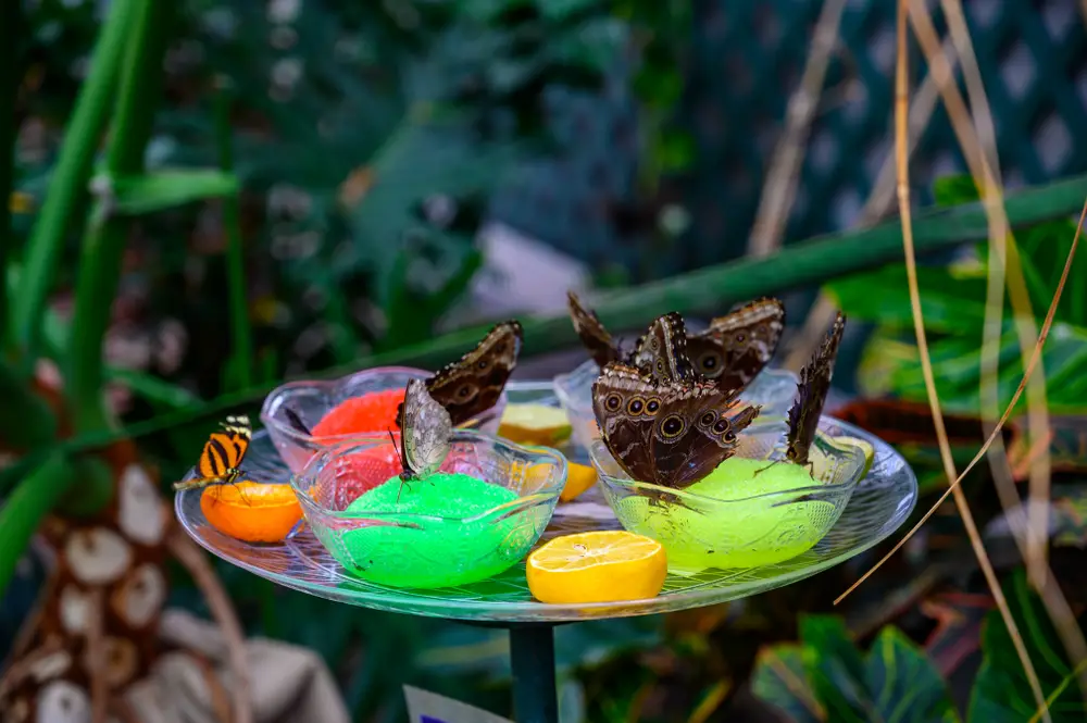 A bunch of butterflies drinking from various butterfly feeder dishes.