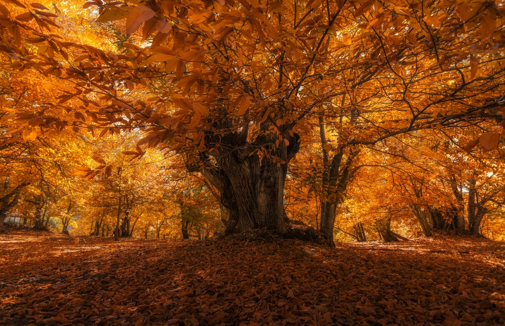 Chestnut trees in the fall.