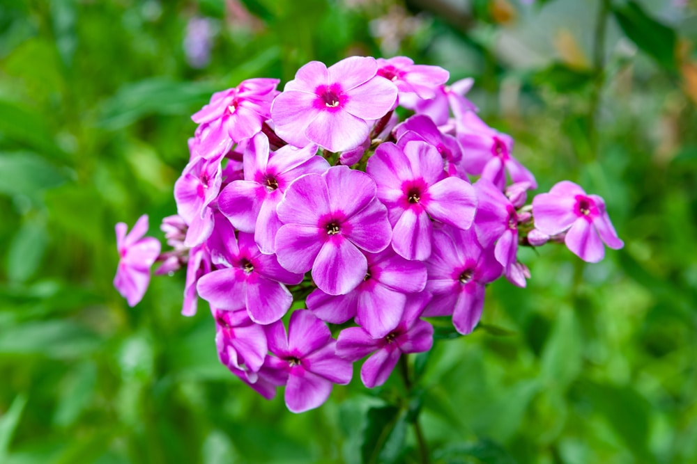 A close-up of phlox.