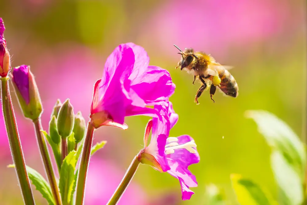 A closeup of a bee flying near a pink flower.