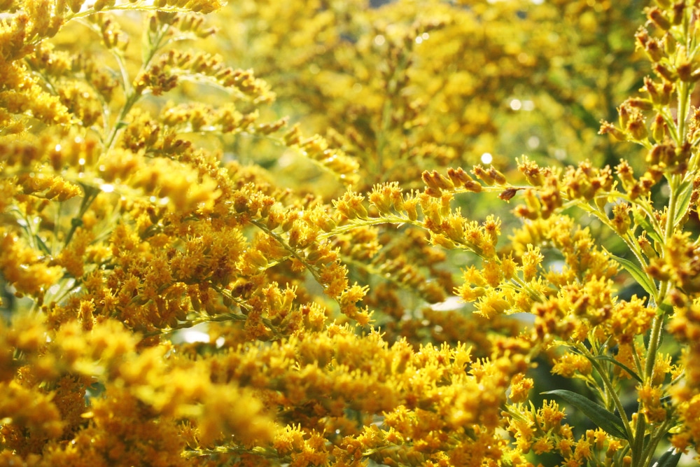 A large amount of goldenrod.