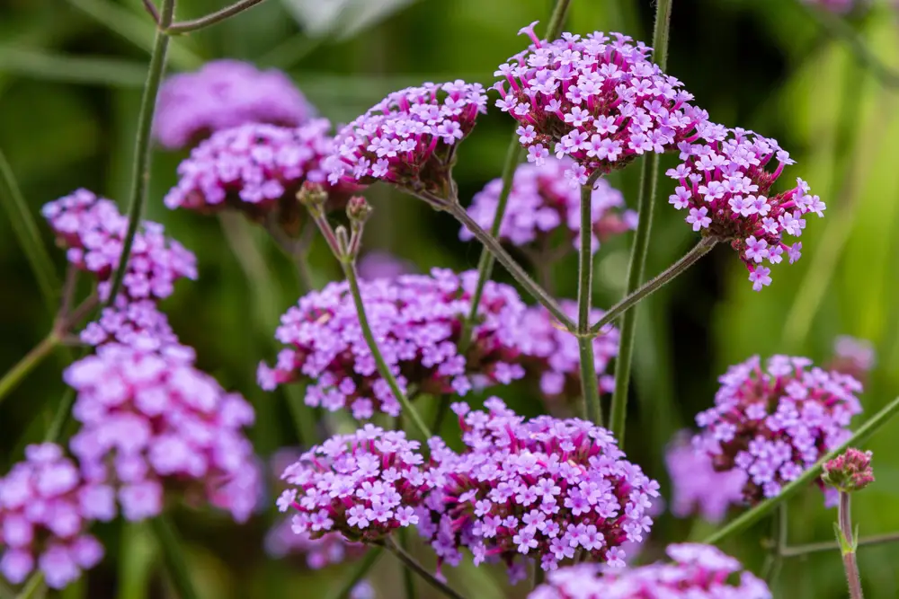 A closeup of verbena flowers.