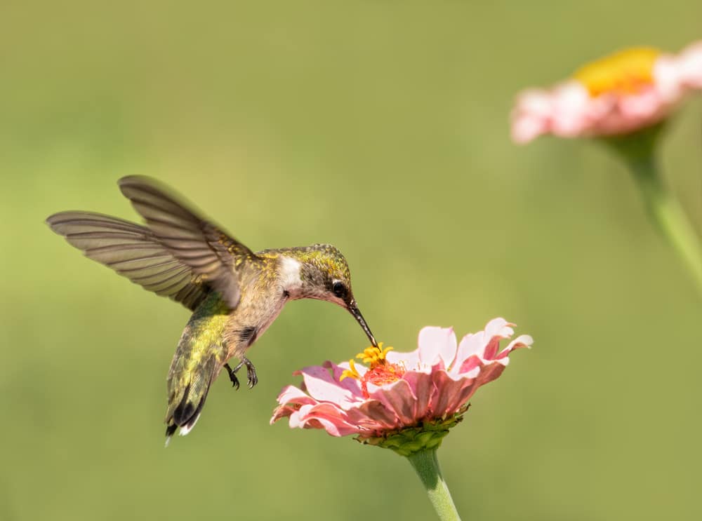 A hummingbird eating nectar from a flower.