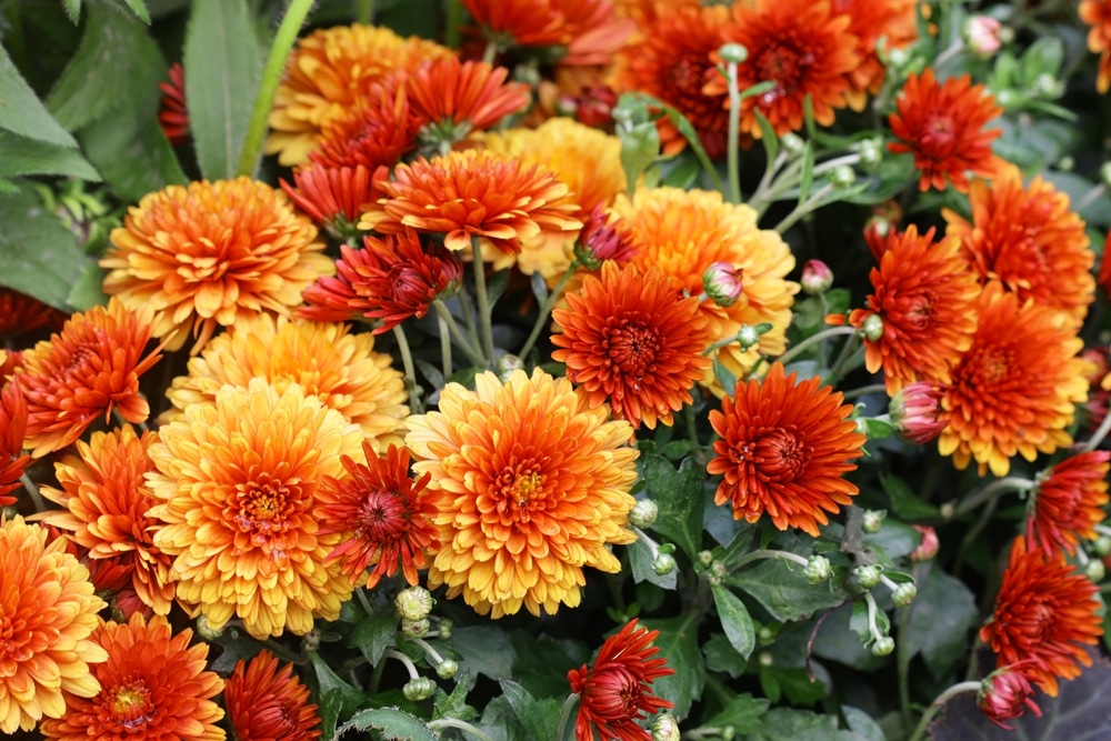 Flowering red orange chrysanthemums in a garden.