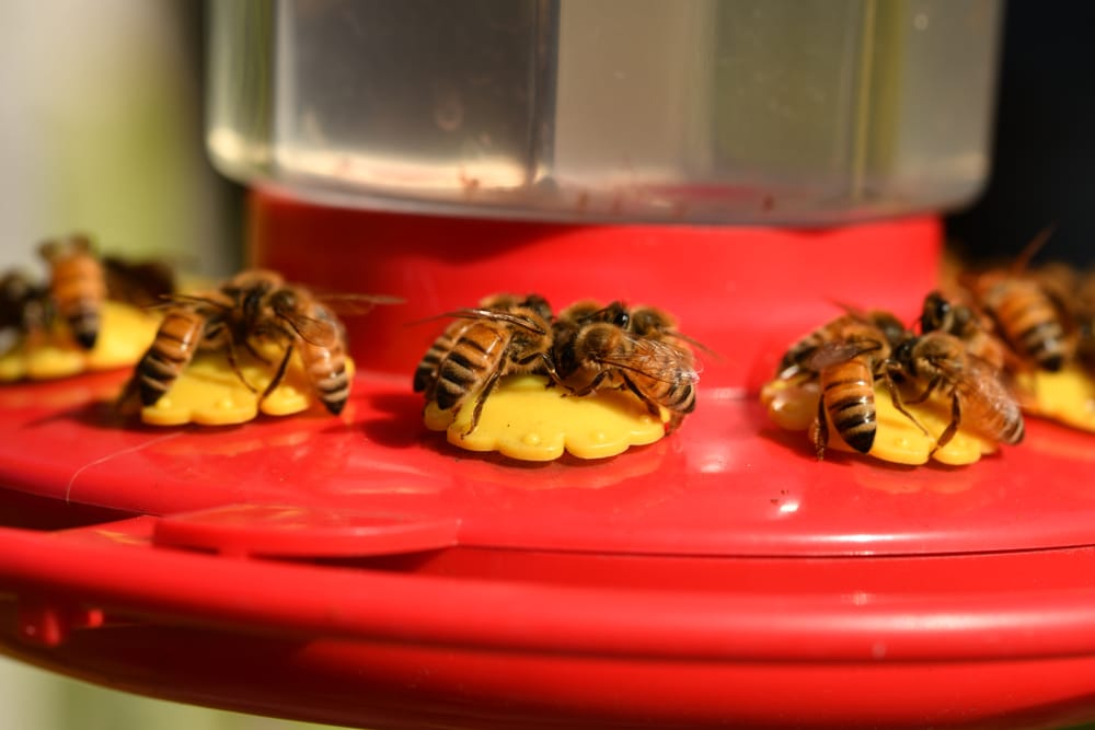 A closeup of bees eating from a nectar feeder.