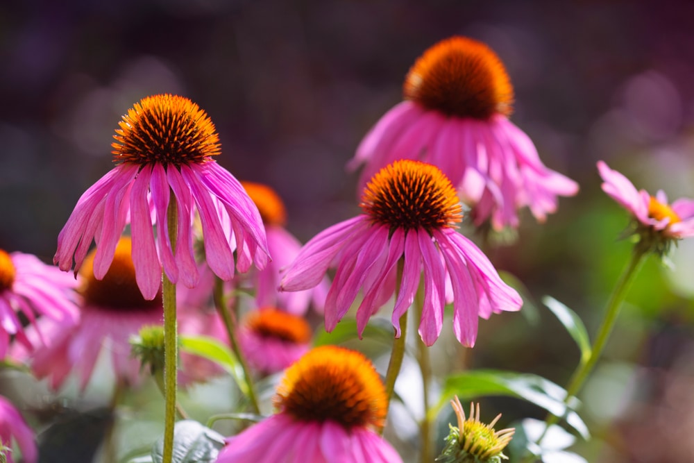 A closeup of some coneflowers.