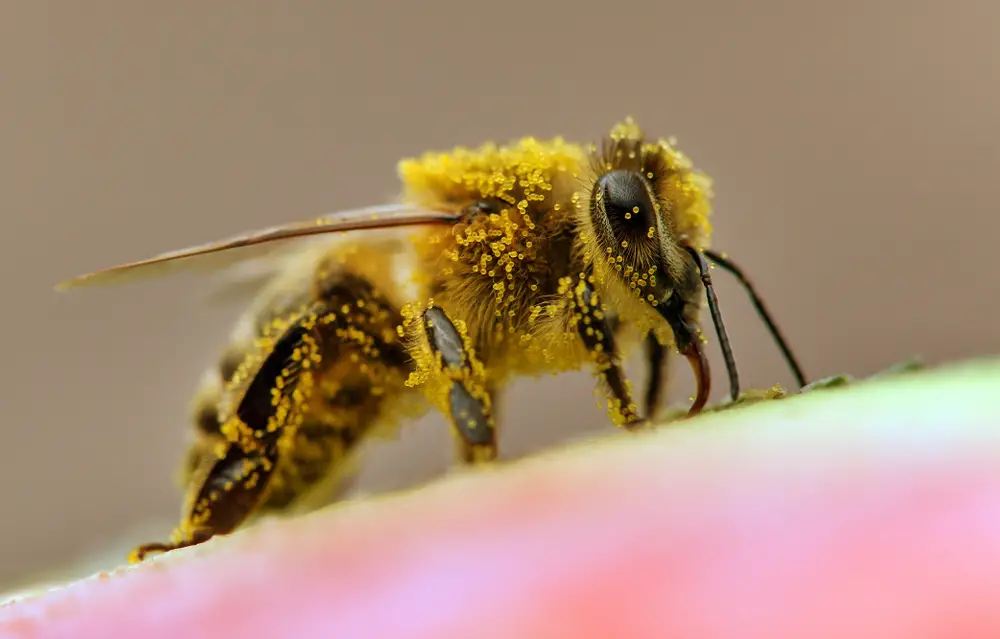 A bee covered in pollen.