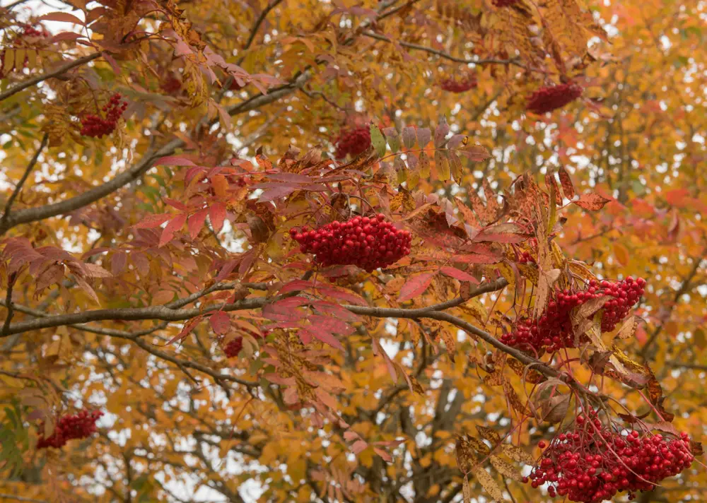 An American mountain ash tree's berries, branches, and leaves.